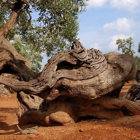 Salinola Séjour à la ferme
